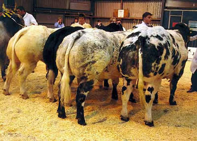 Judging class 5A